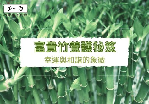 長青植物|長青竹：居家風水與養護的秘密花園 – 植物盆栽綠寶典